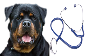 veterinary_care